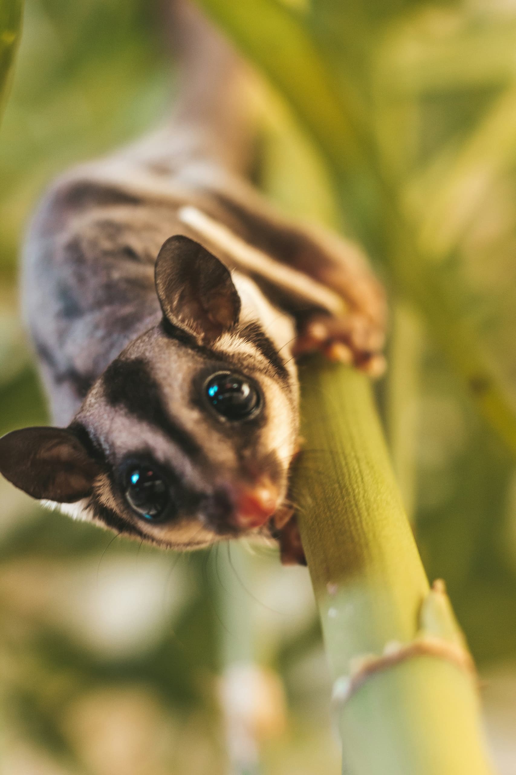 Wildlife & Family Adventure at Laura's Educational Farm