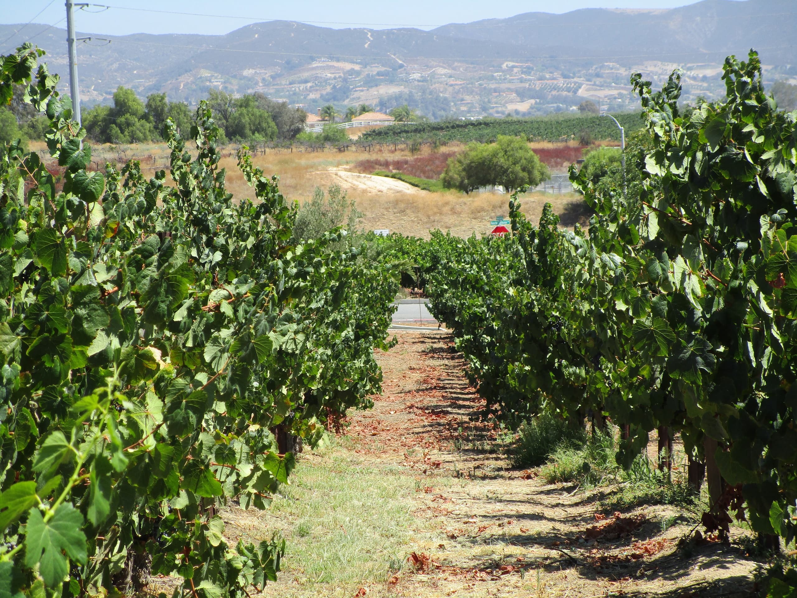 Private Temecula Wine Tasting Tour from Dana Point