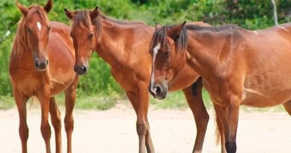 Corolla Wild Horse Tours fleet