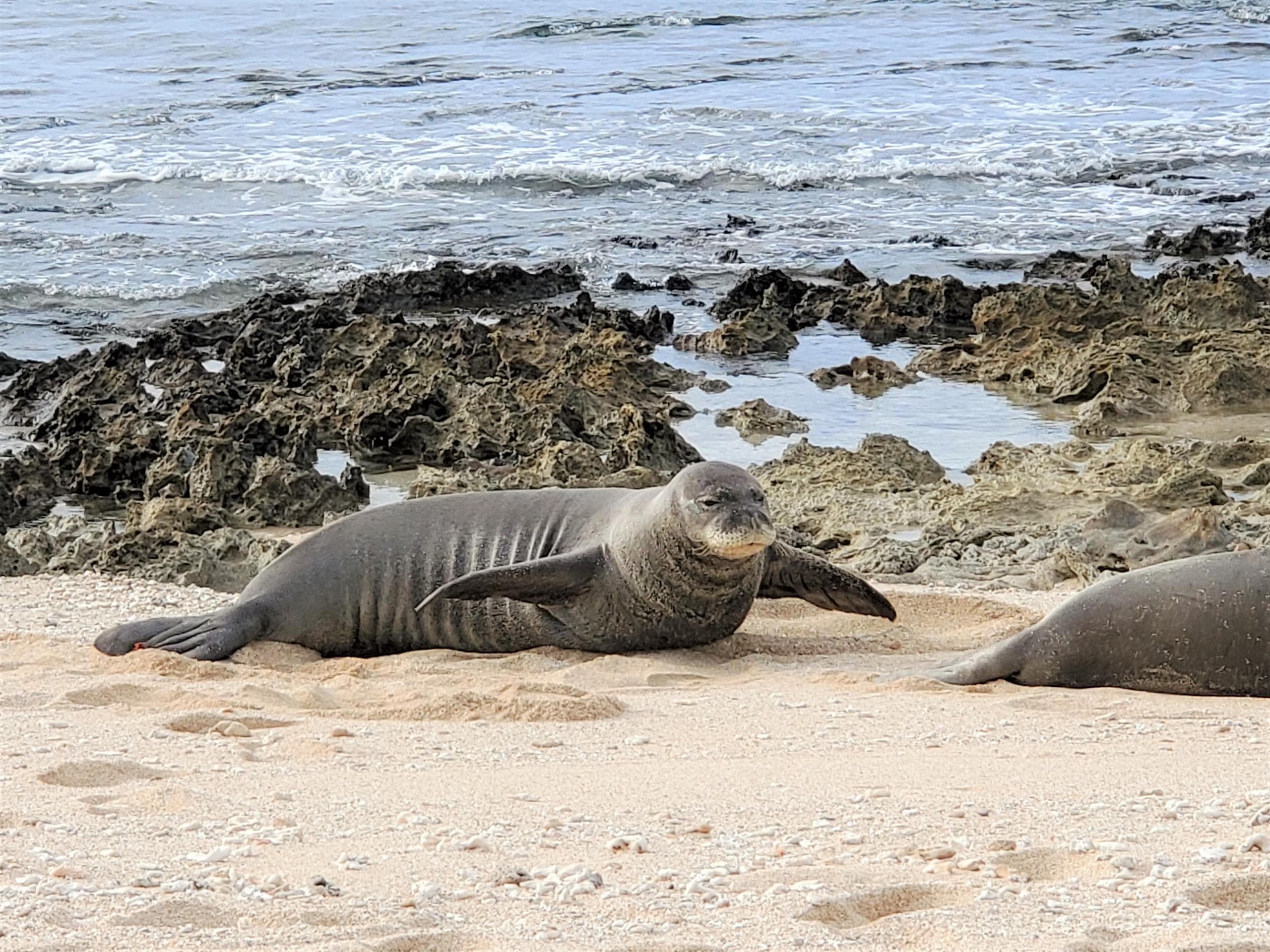 Pair of monk seals resting on sandy beach near rocky coast