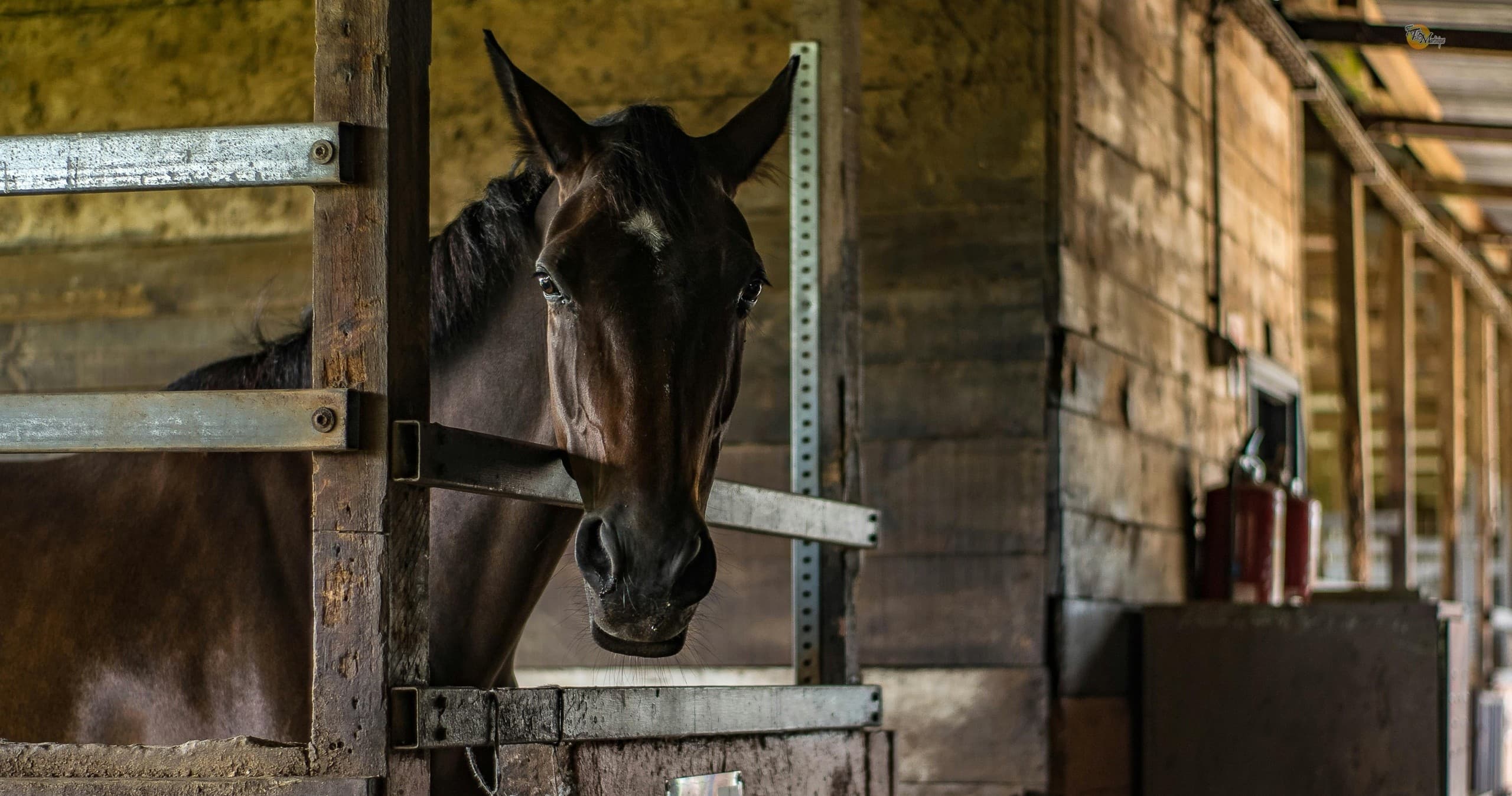 Main Barn Stall Daily Rentals — Overnight Horse Stalls at Rock Springs Run, Sorrento