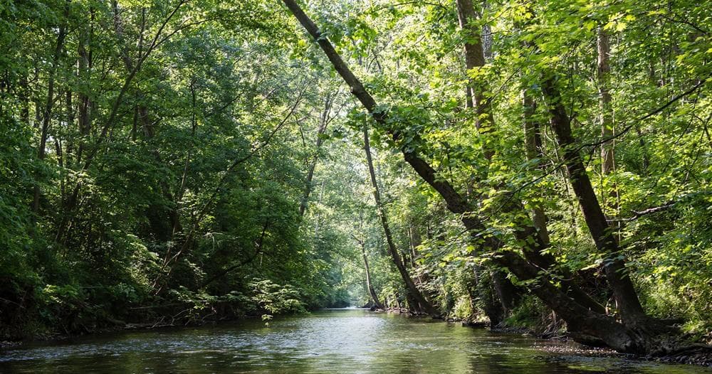 Water Activities: Birch Bark Canoe Livery's Mad River Tubing Experience