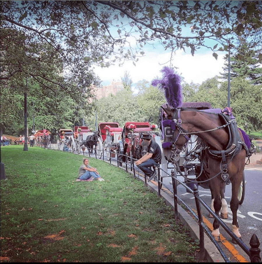 Central Park Carriage Ride: Horse Carriage Central Park NYC