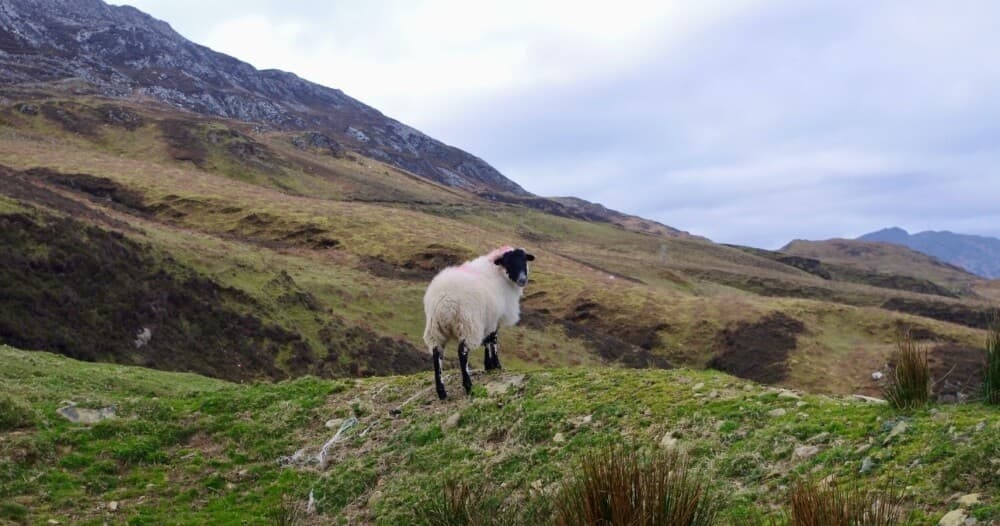 Hiking the Wild Atlantic Way with Solas Ireland Walks & Hikes