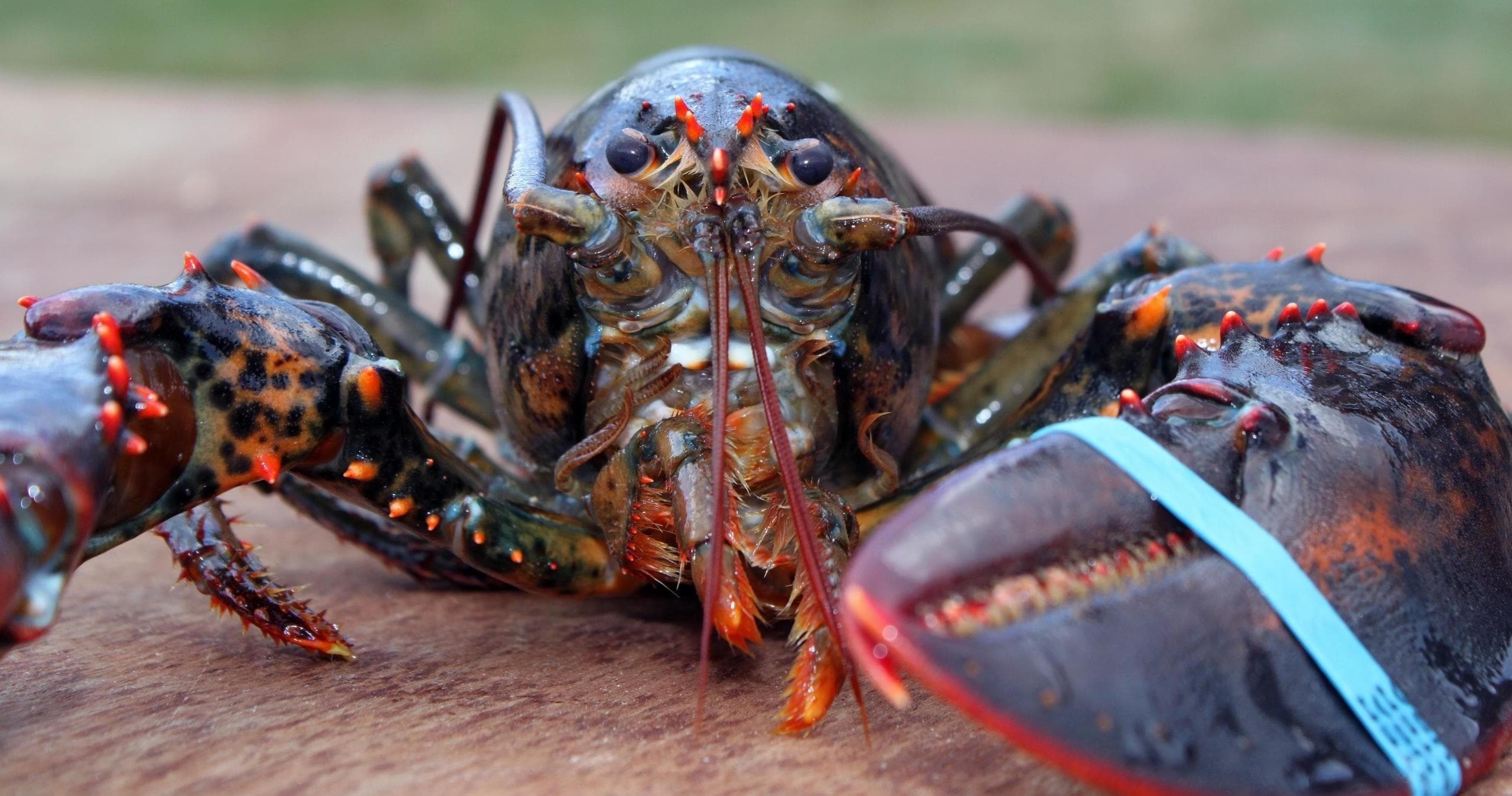 Maine Lighthouses & Lobsters Adventure in Rockland