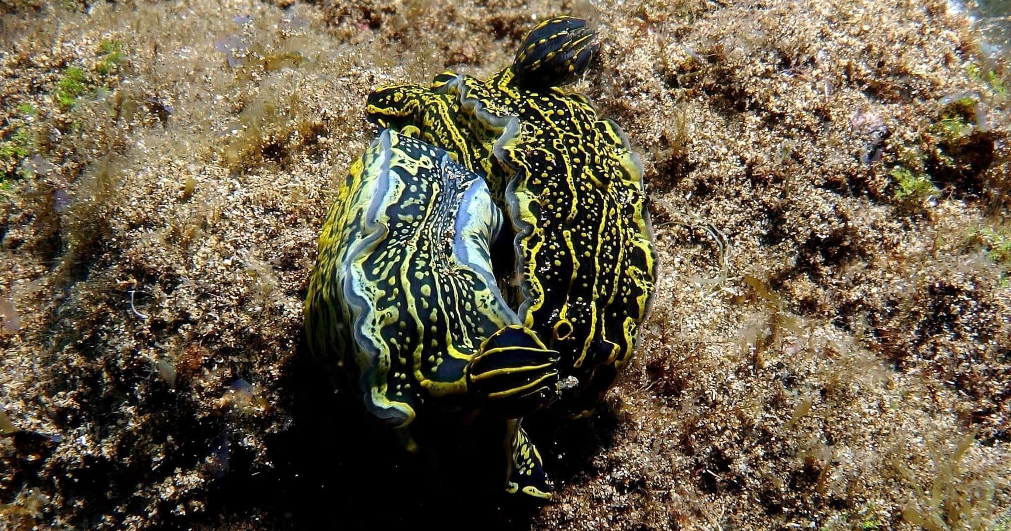 Diving Adventure at The Dive Shop Lanzarote