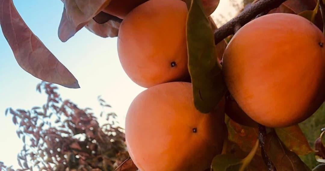 Ripe persimmons on tree branches in sunny orchard harvest