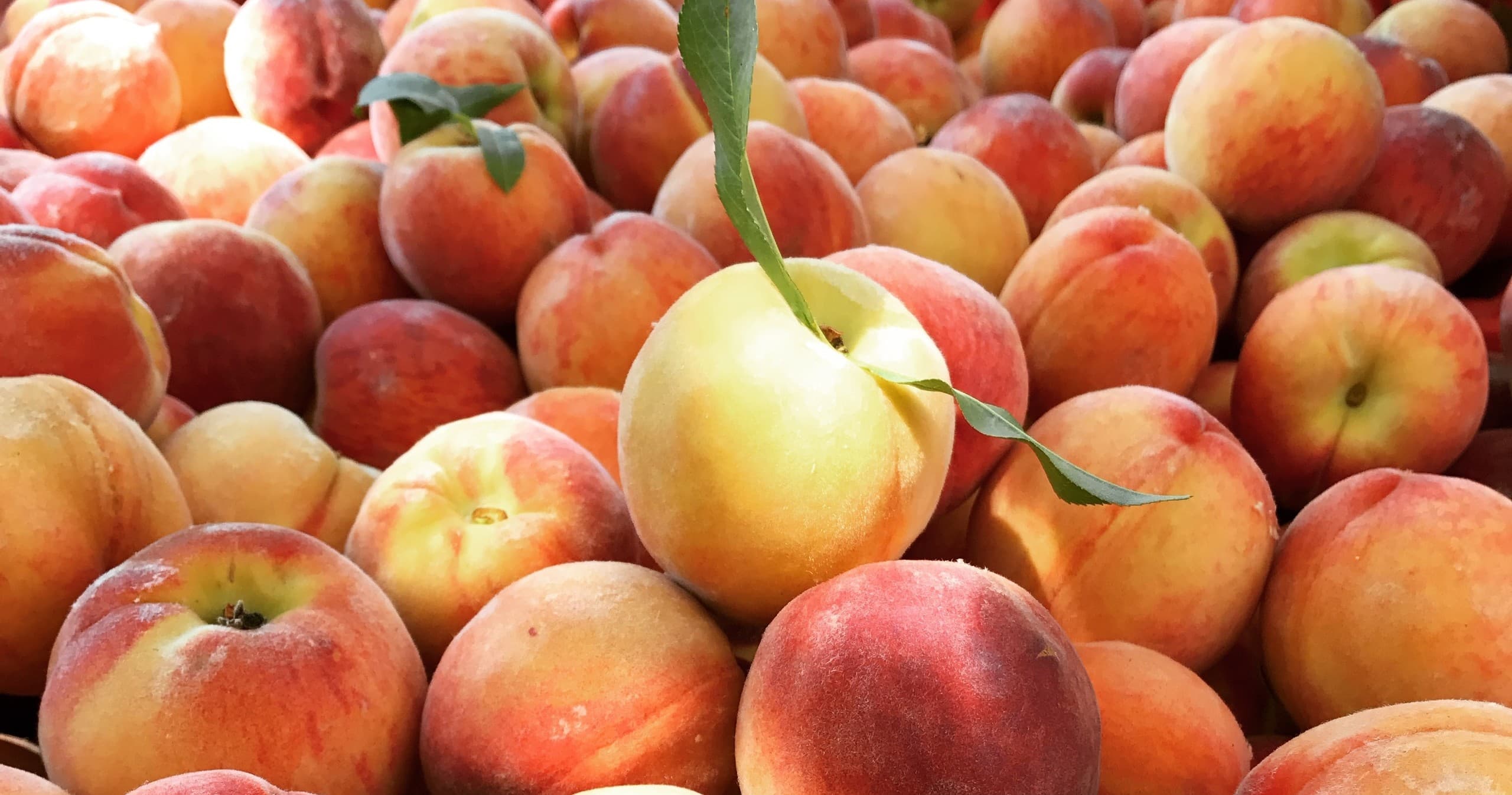 Close-up of ripe peaches in orchard harvest bin, fresh produce