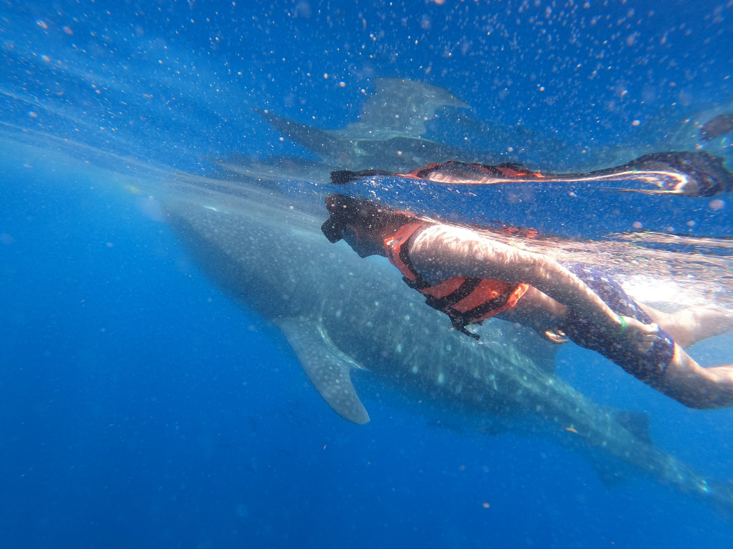 Snorkeler swimming with whale shark in clear blue ocean waters