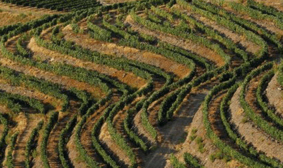 Vineyard Journeys with Quinta de Ventozelo in Ervedosa do Douro