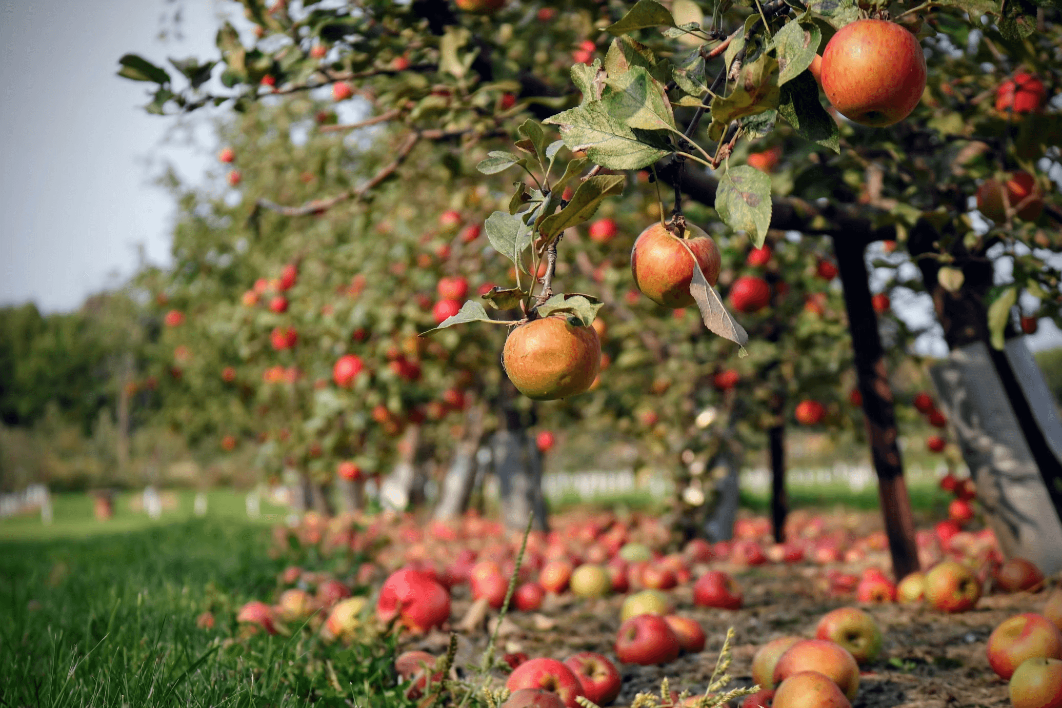 Helicopter Cider Experience: Fly-In Orchard to Glass on Prince Edward Island