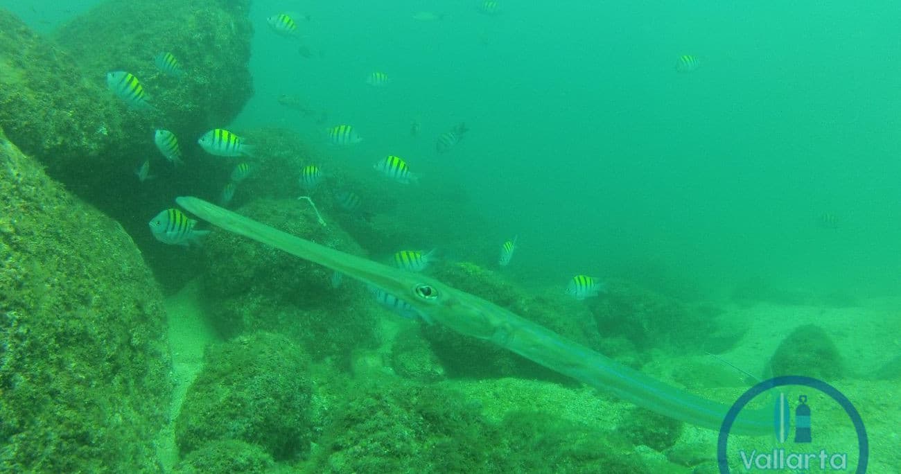 Snorkeling Adventure at Islas Marietas with Vallarta Surf n' Dive School