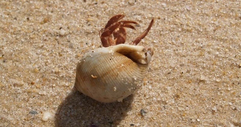Sunset Nature Cruise in Ria Formosa: Ilhas, Culatra & Ilha Deserta