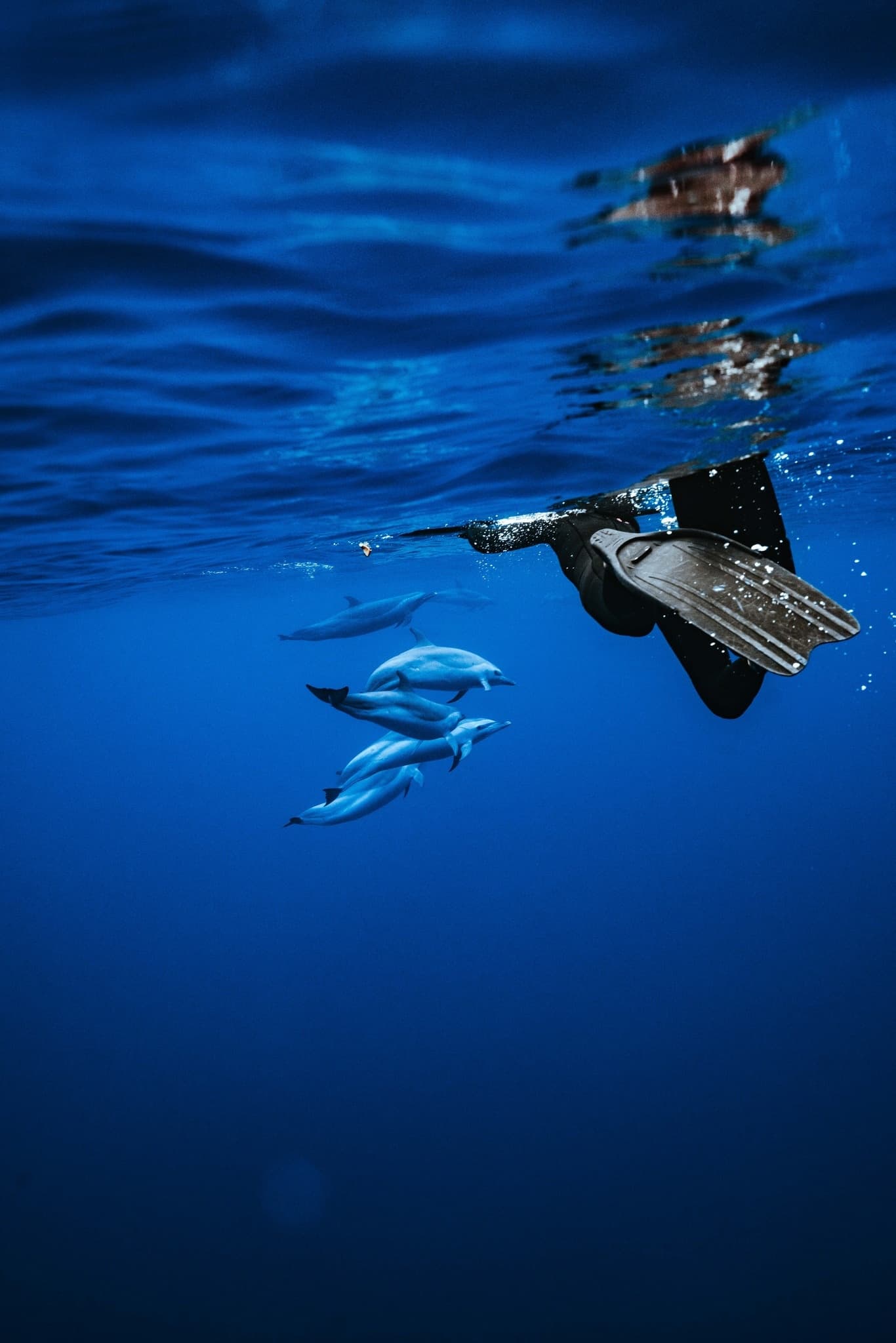 Waianae Coast Catamaran: Swim with Dolphins, Snorkel with Turtles & Waterplay photo 1