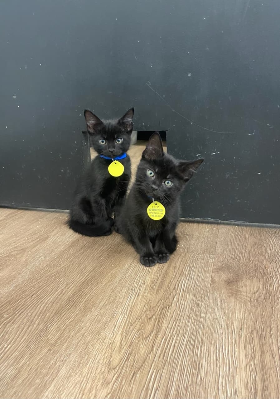 Catffeinated team