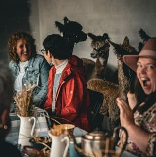 Wildlife & Family Adventure: The Alpaca Tea Party at Macclesfield Alpacas