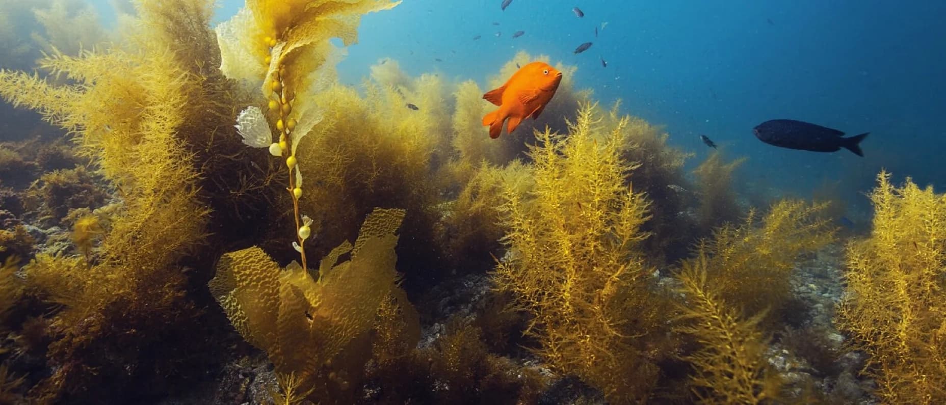 Underwater Naturalist Specialty Dives with Aquarius Dive Shop
