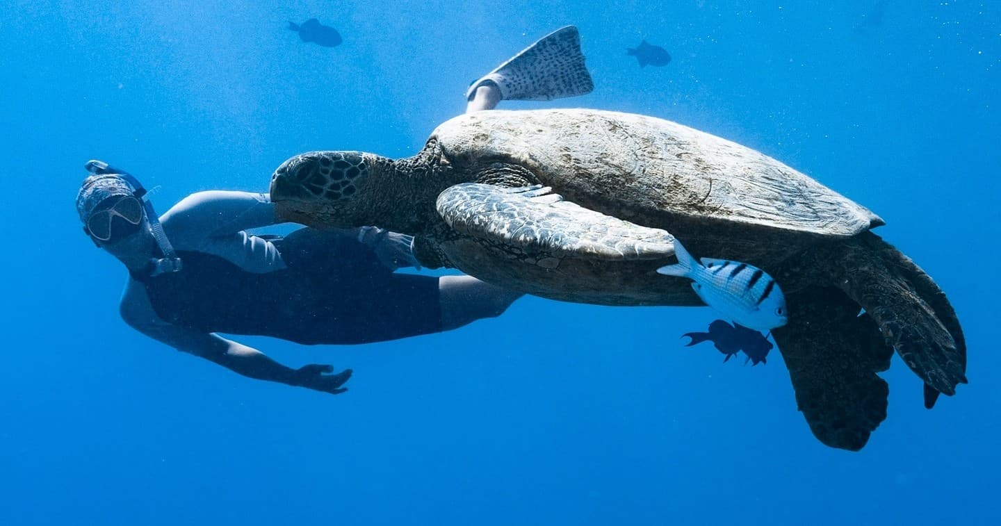Private Turtle Canyon Snorkel: Small-Group Morning Tour from Waikiki photo 2