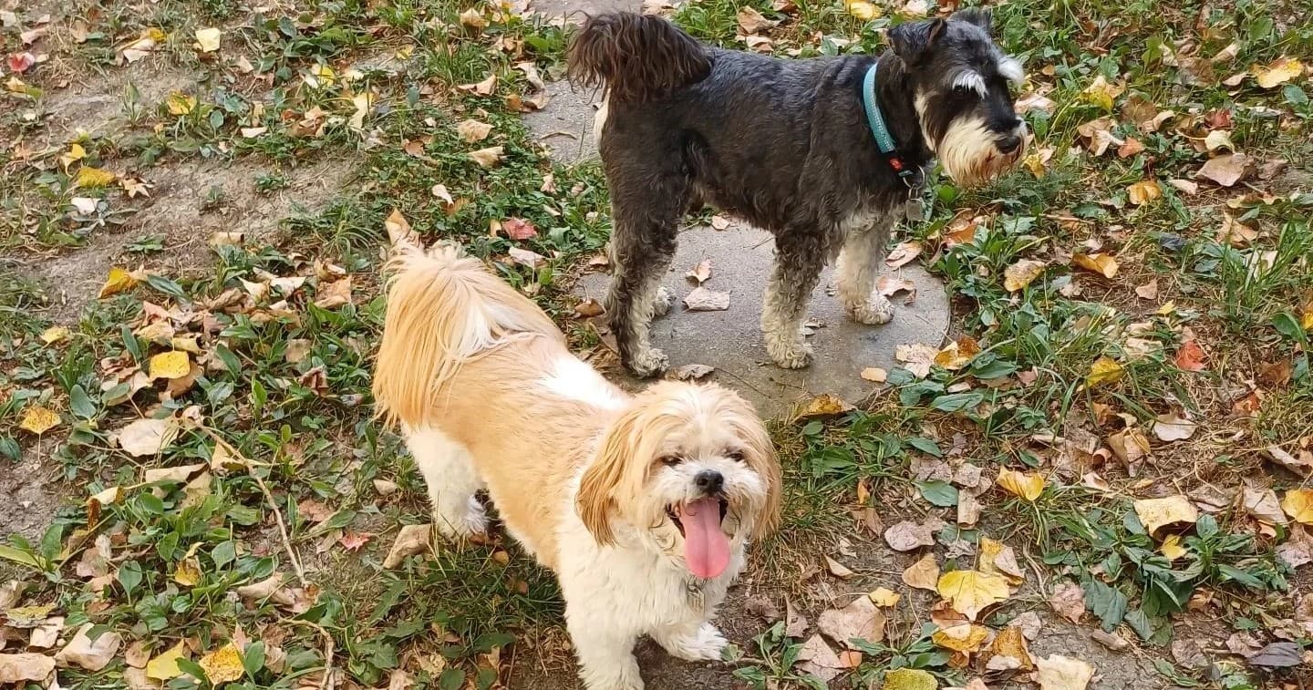Land Adventures at Country Kennels
