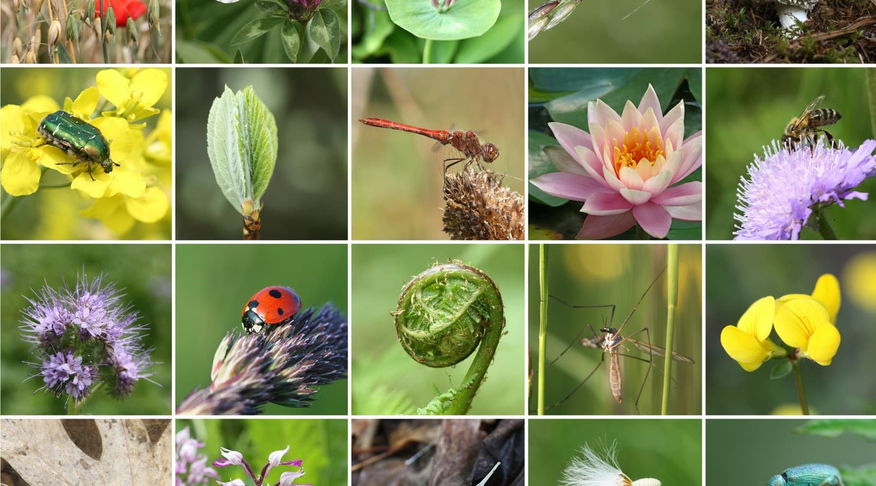 Inventario Selvatico: Citizen-Science Hikes in Parco del Ticino