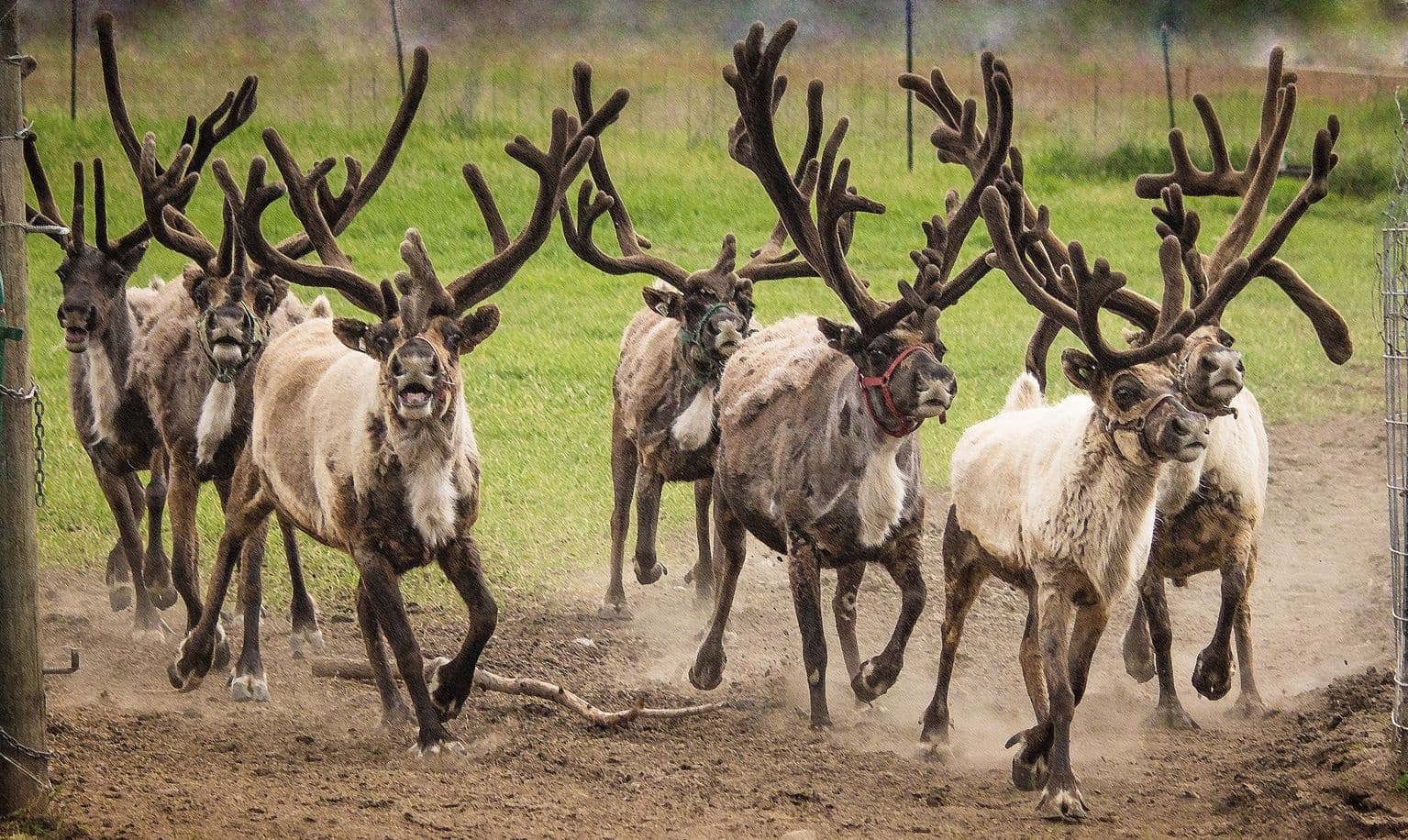 Reindeer Farm Experience in Reardan, Washington