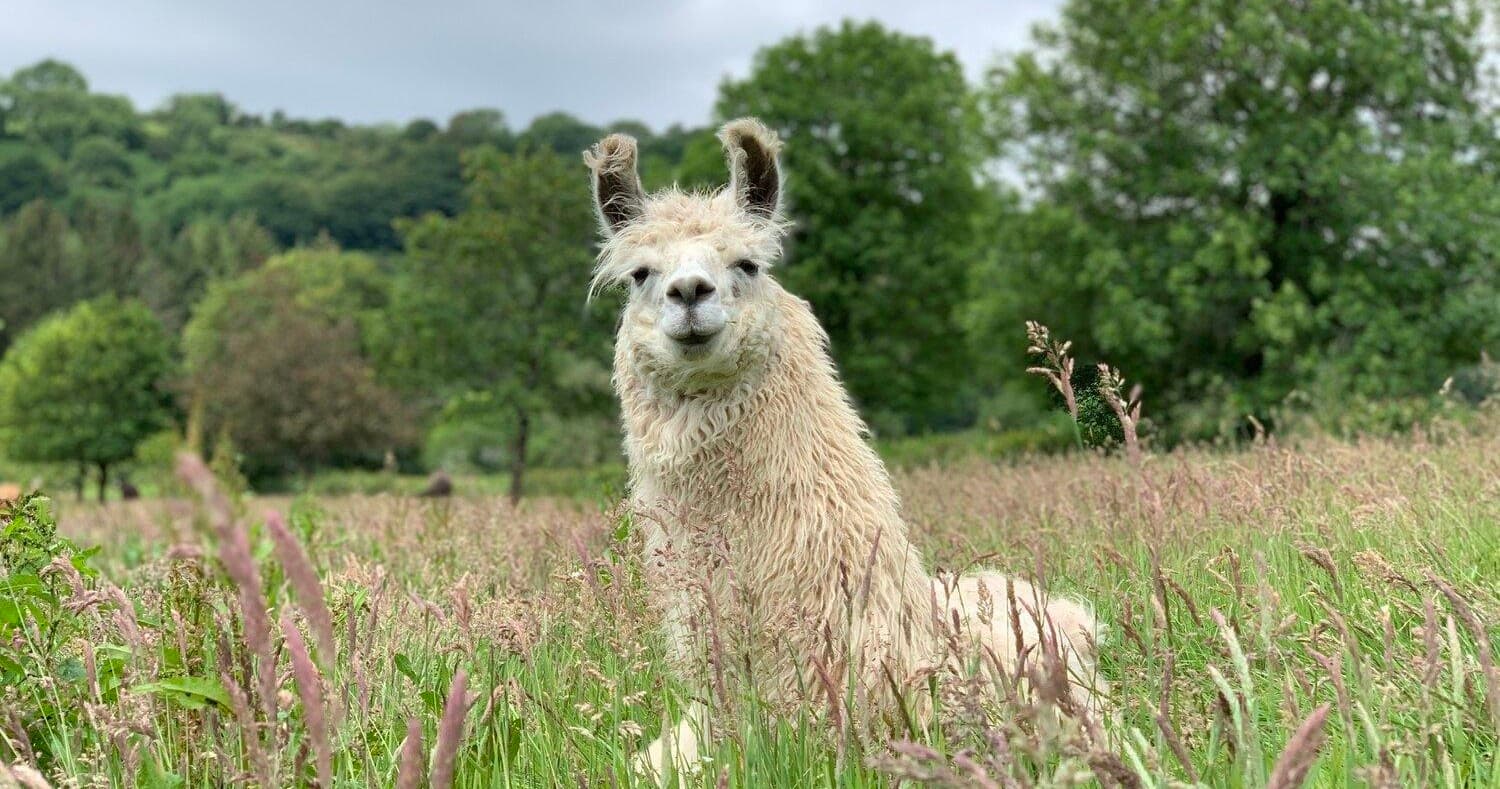 White llama posing in grassy Pembrokeshire meadow, outdoor