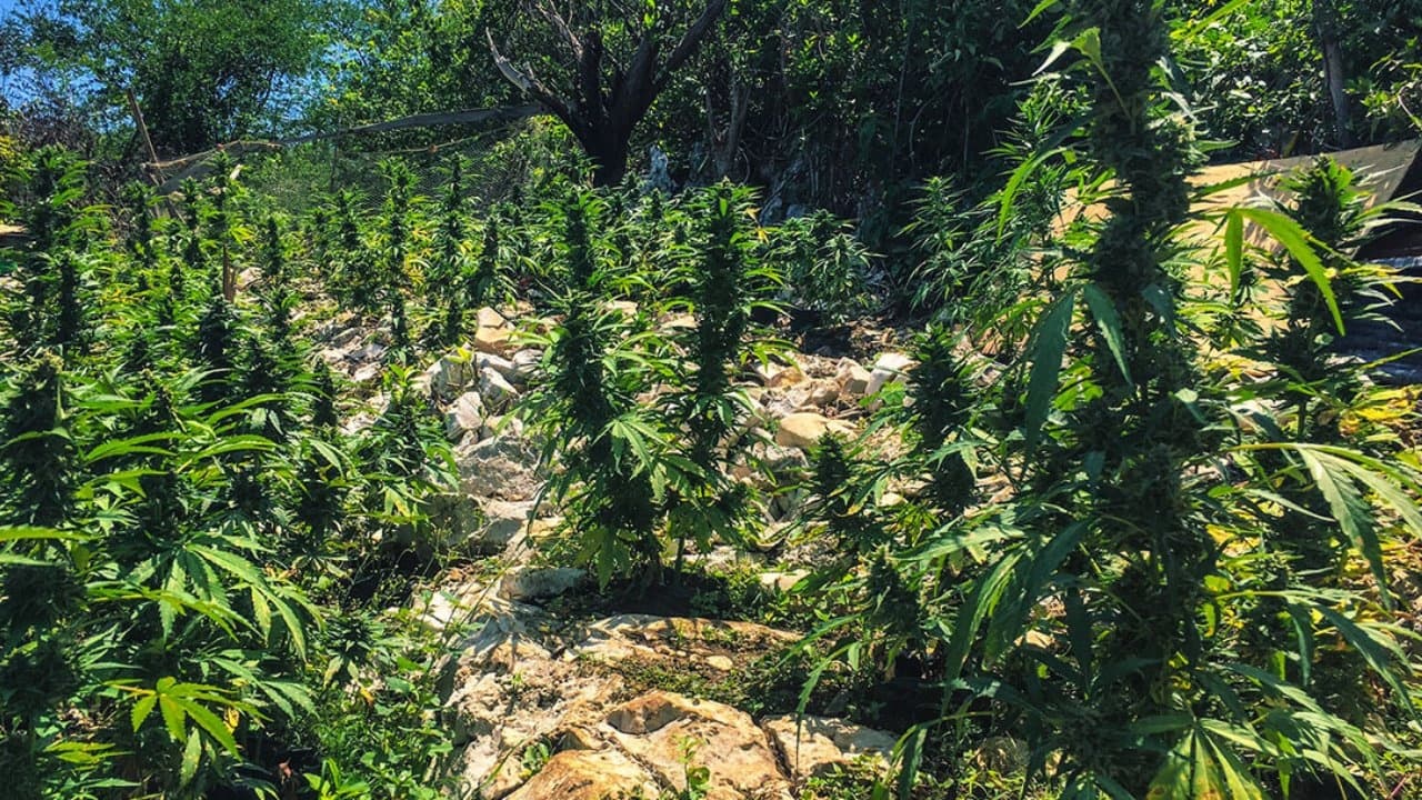ATV & Weed Farm Tour Adventure with Scott's Transport JA