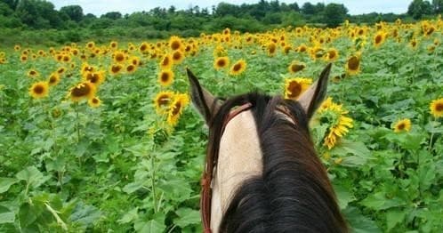 Beginning Horsemanship at Sunset Trails Stables, Lee's Summit