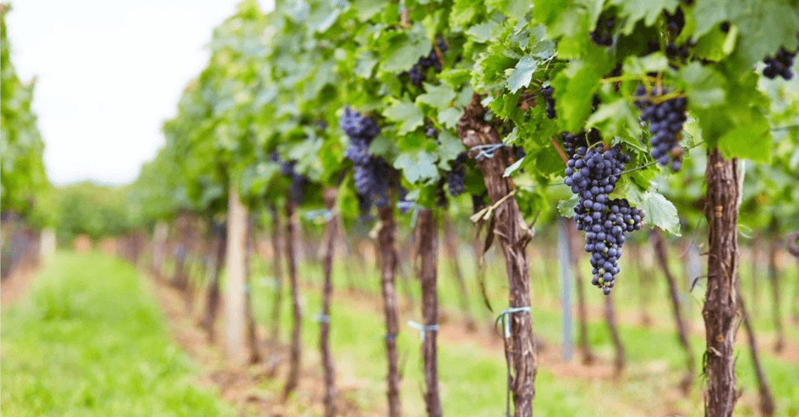 Land Adventures in Hunter Valley with Sydney Top Tours
