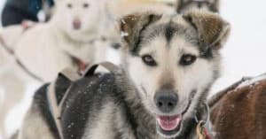 Close-up husky sled dog smiling in snowy kennel training