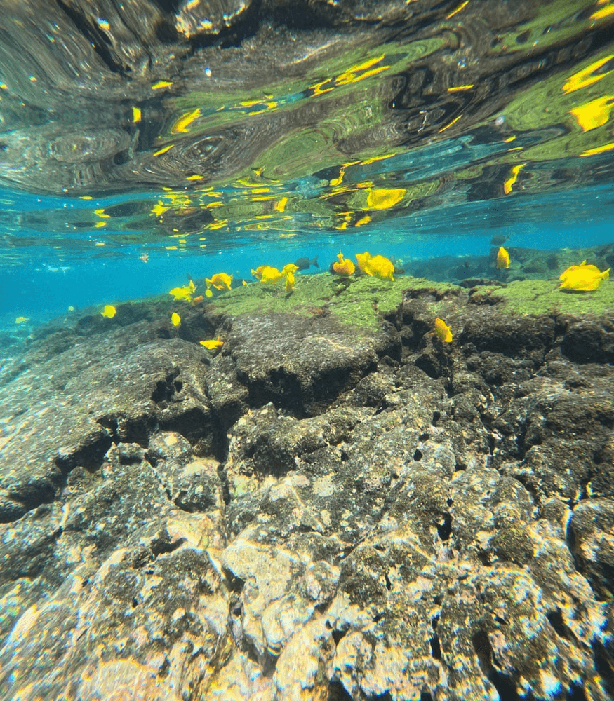 Private Kealakekua Bay Snorkel and Dolphin Watch at Captain Cook Monument photo 3