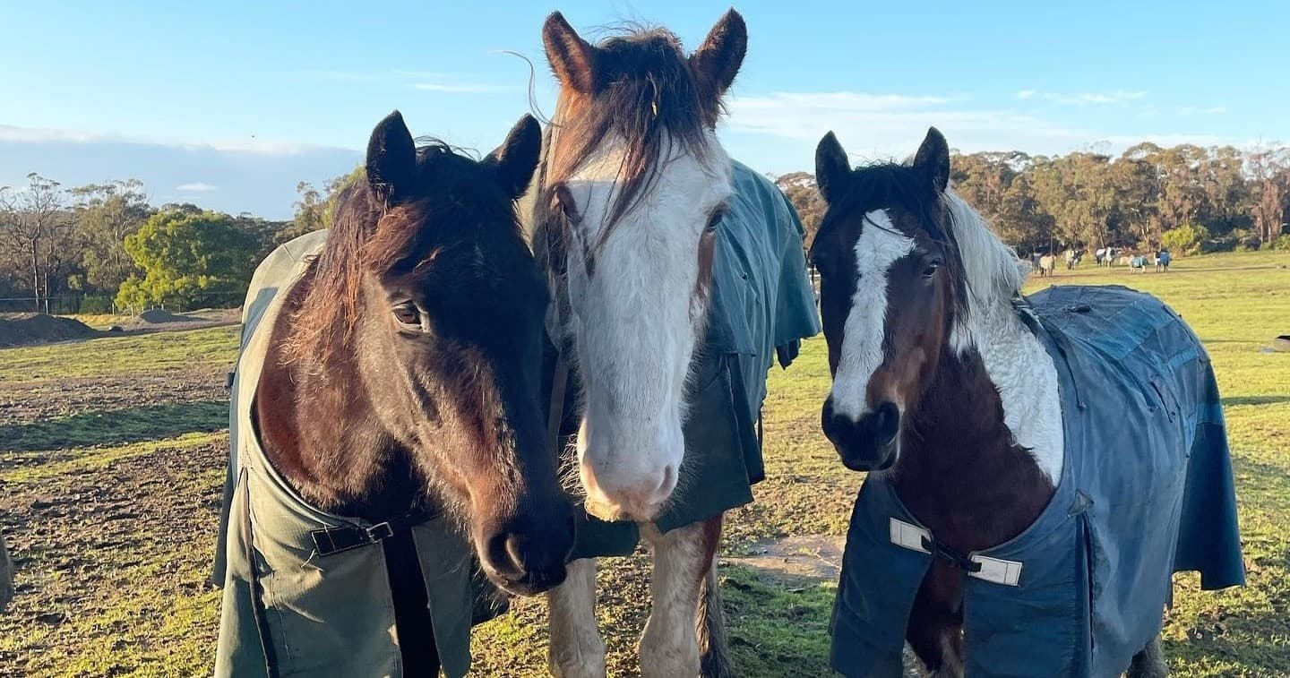 Wildlife & Nature Tour at Darkes Forest Riding Ranch