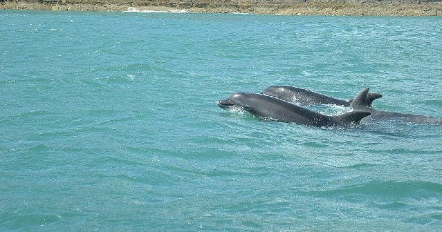 Dolphin and Snorkel Cruises with Destin's Original Sea Blaster