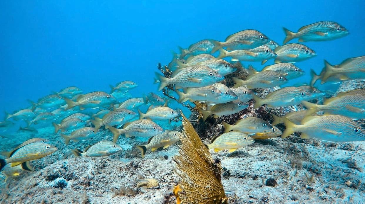 School of reef fish swimming over coral seabed in tropics