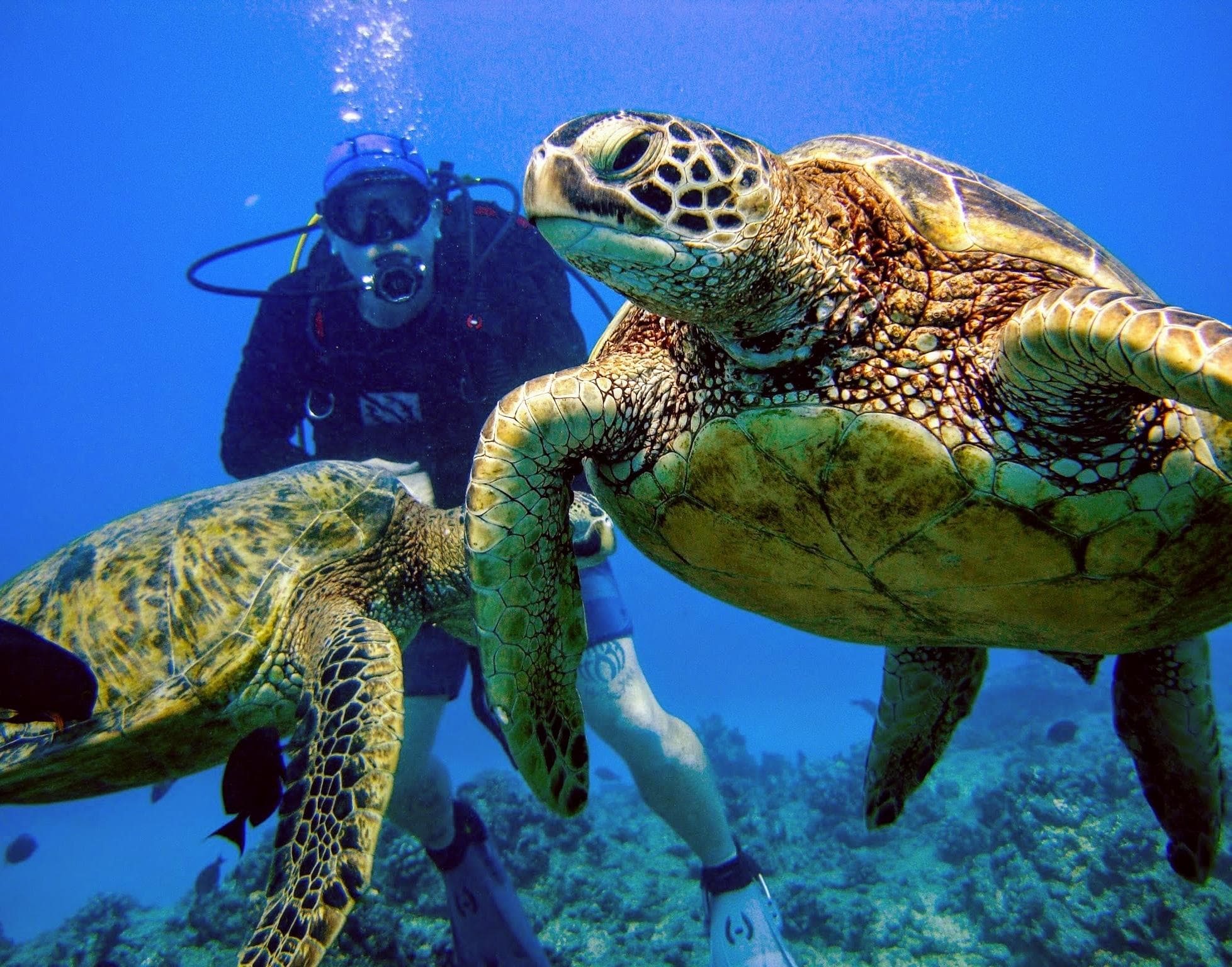 SCUBA Diving in Honolulu with Aloha Scuba Diving Co.
