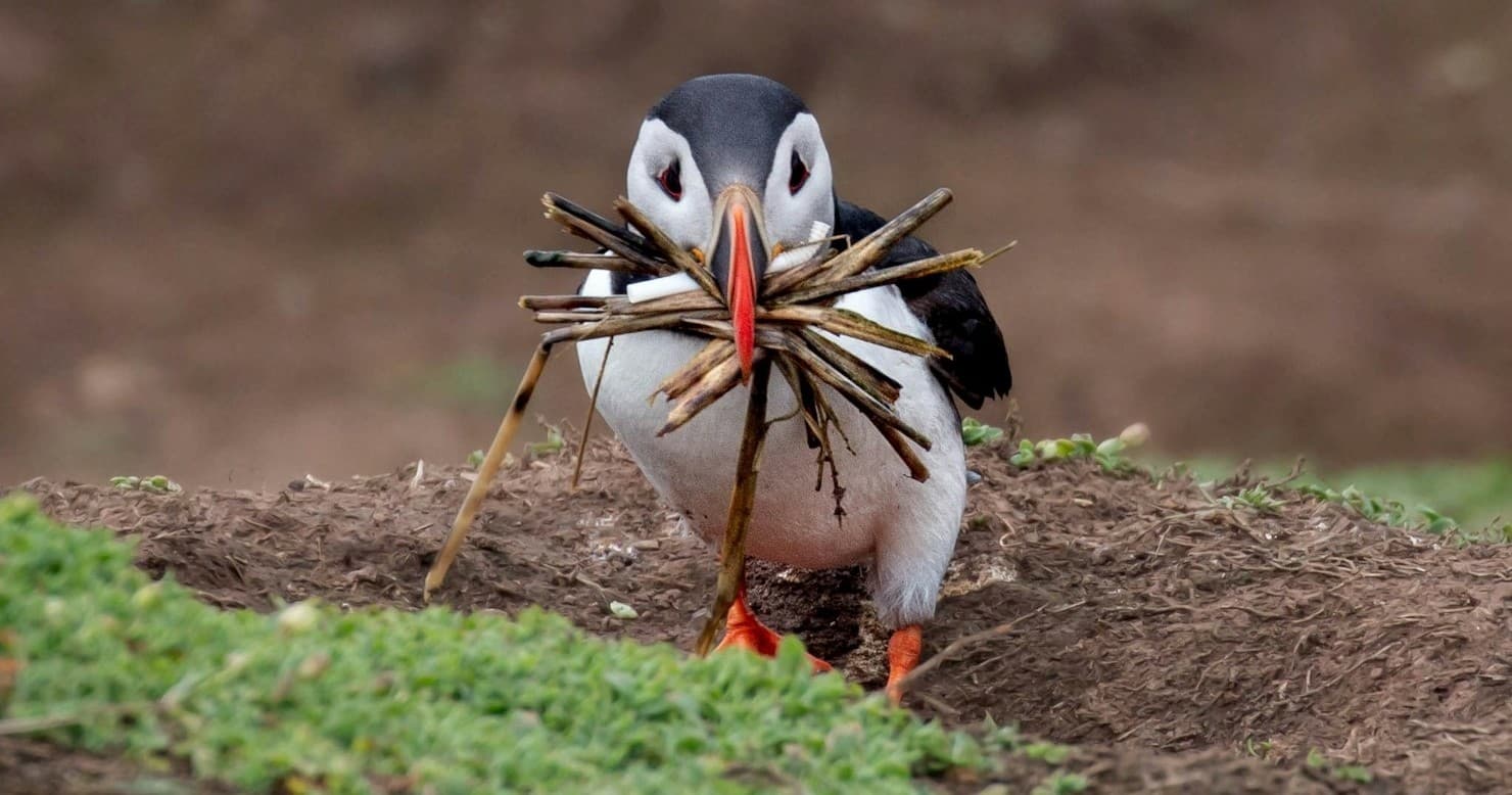 Atlantic puffin carrying nesting sticks on coastal cliff