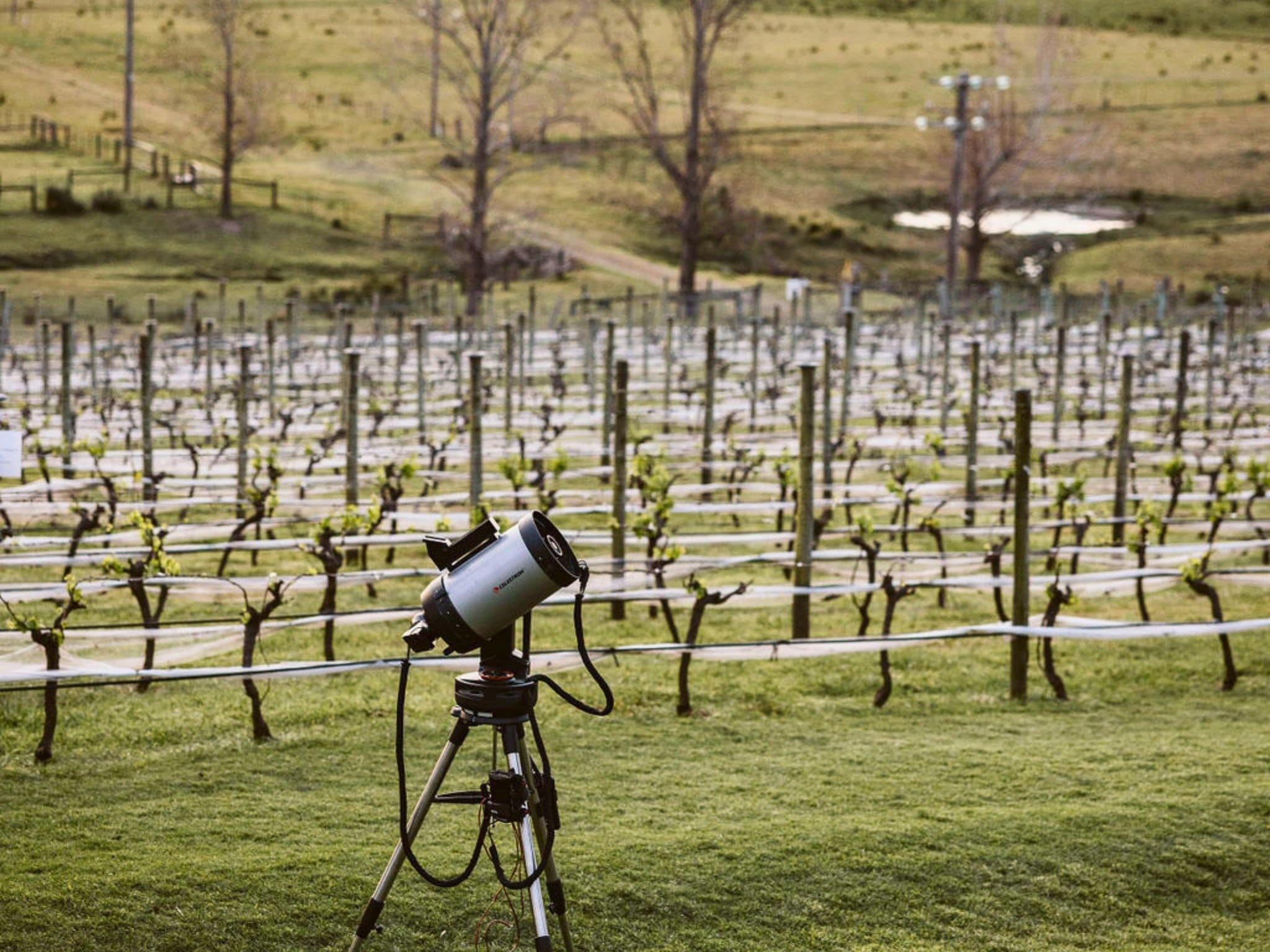Sip Wine and Stargaze at Cupitt’s Estate — Ulladulla Night Tour photo 2