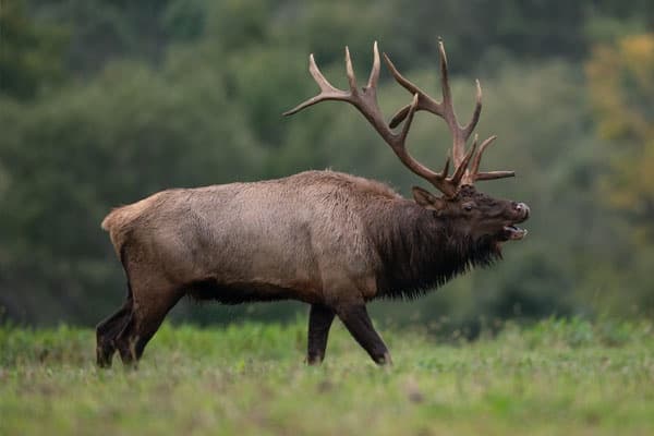 Yellowstone Full Day Private Tour with Good Trip Adventures - Montana
