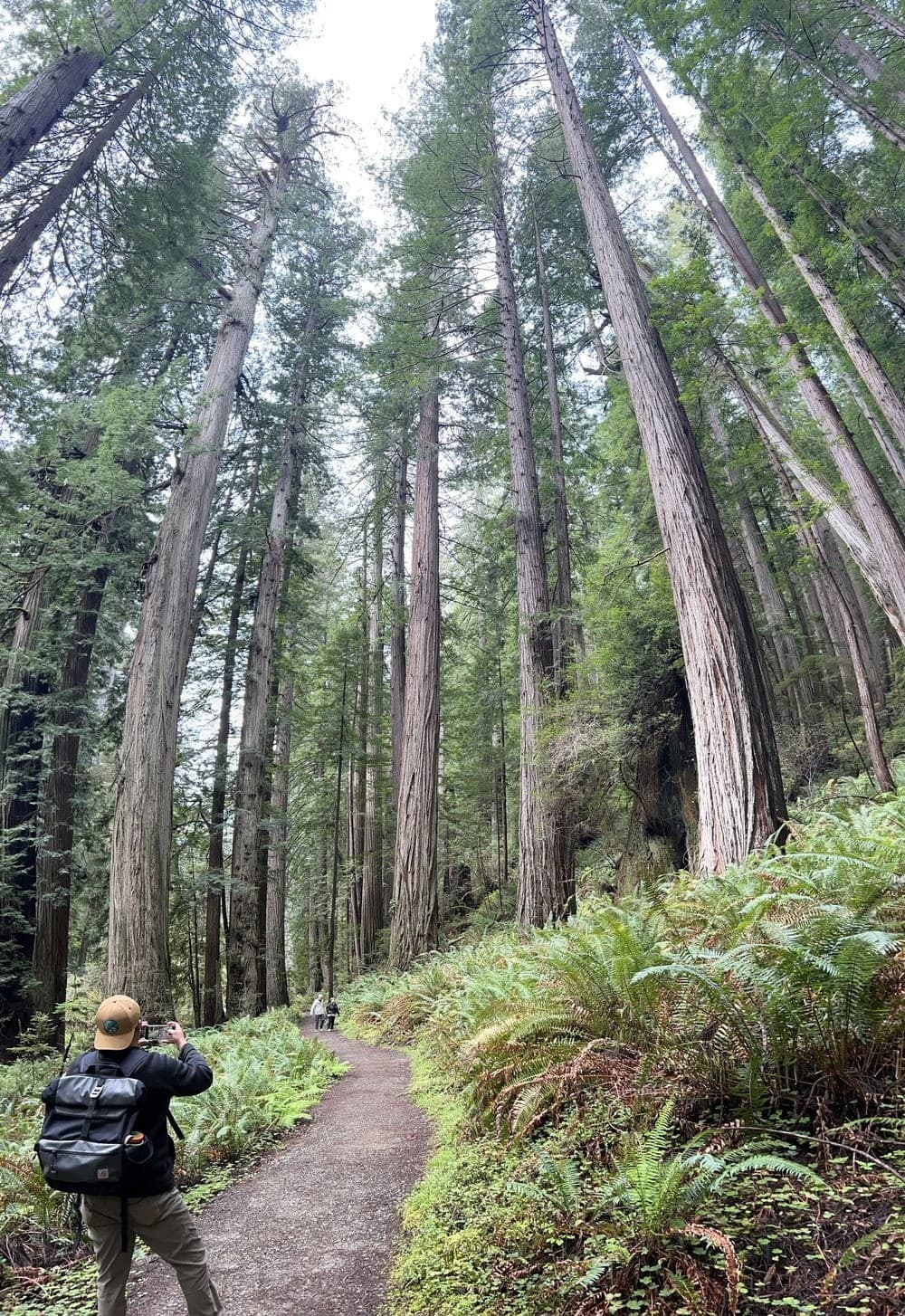 Walk Among Giants: Private Redwood National Park Tours