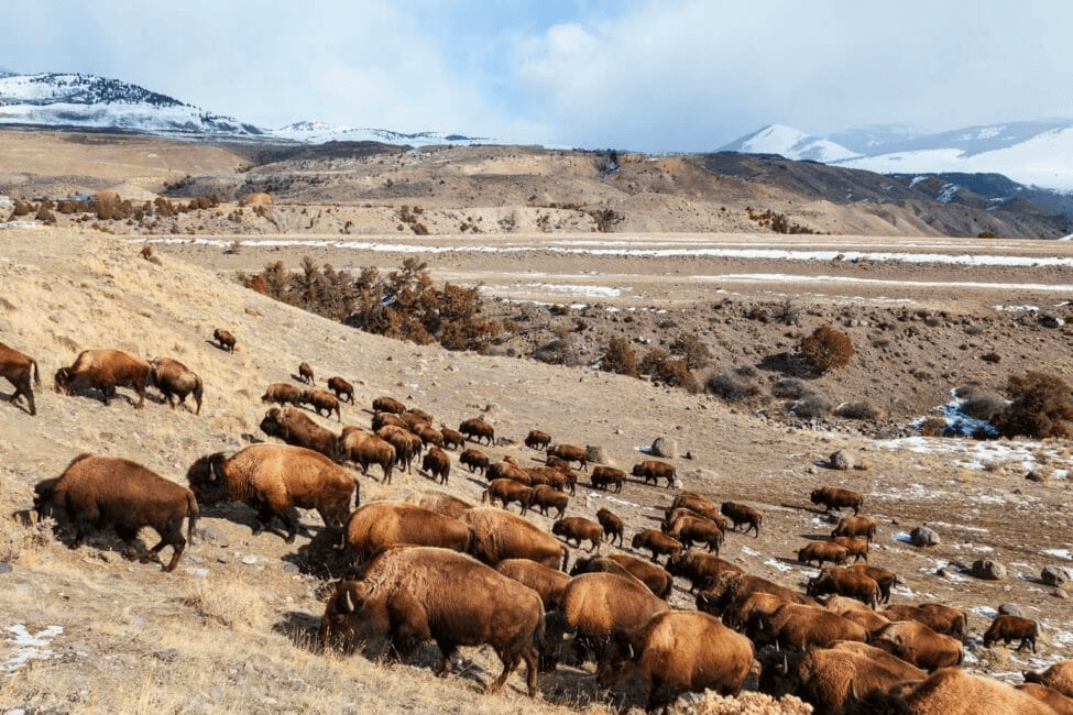 Yellowstone Wildlife Photography Safari in Northern Yellowstone
