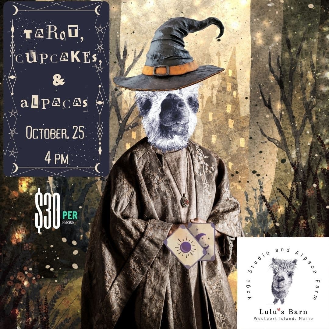 Magical Afternoon at Lulu’s Barn: Tarot, Halloween Cupcakes, and Alpacas in Maine