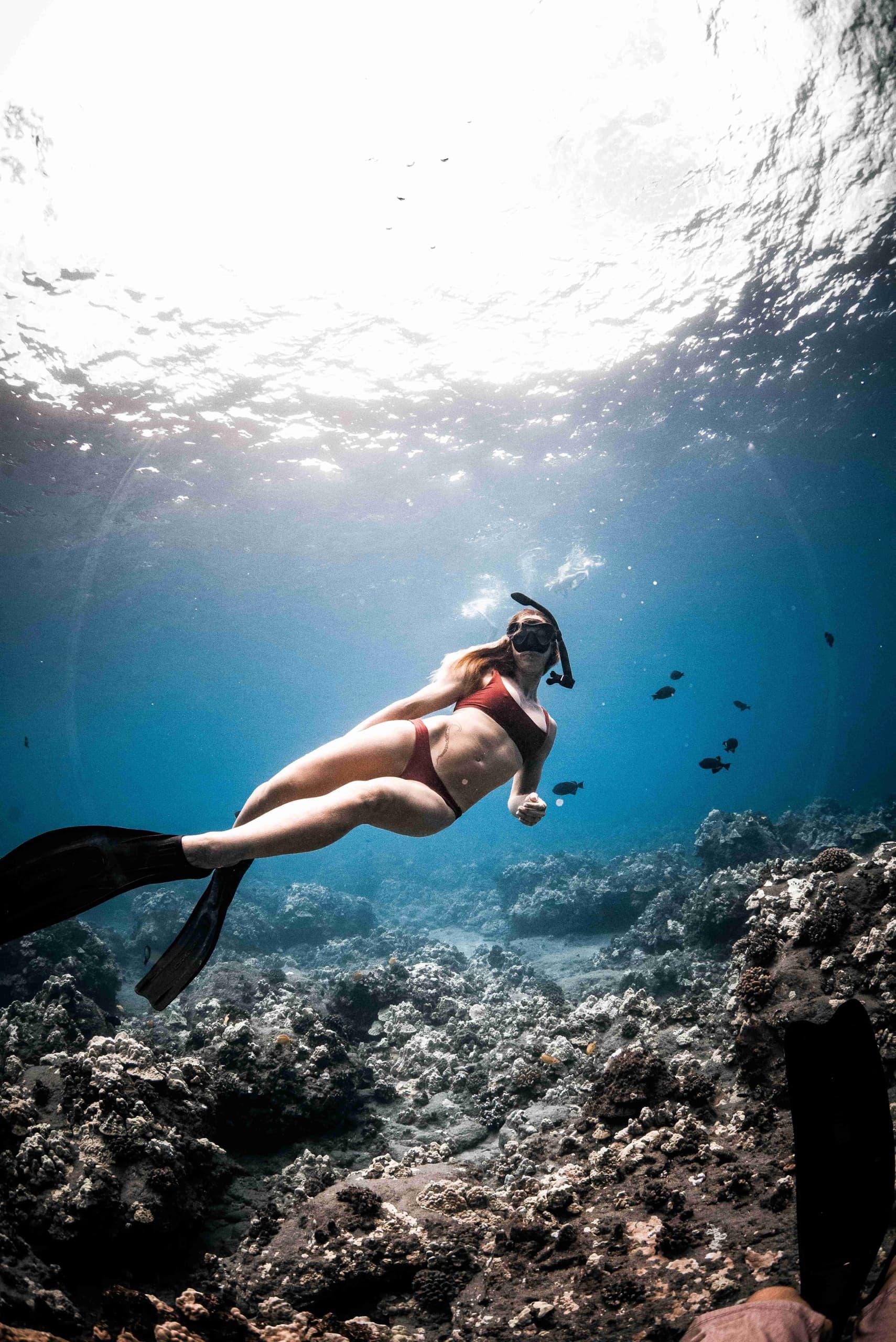 Morning Snorkel Adventure with Hawaiian Green Sea Turtles in Maui