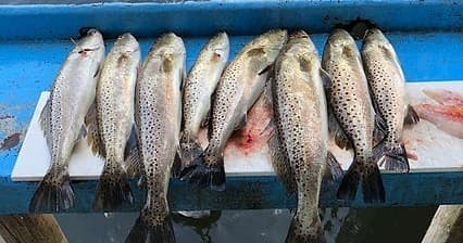 Fresh catch of spotted trout lined on boat cutting board