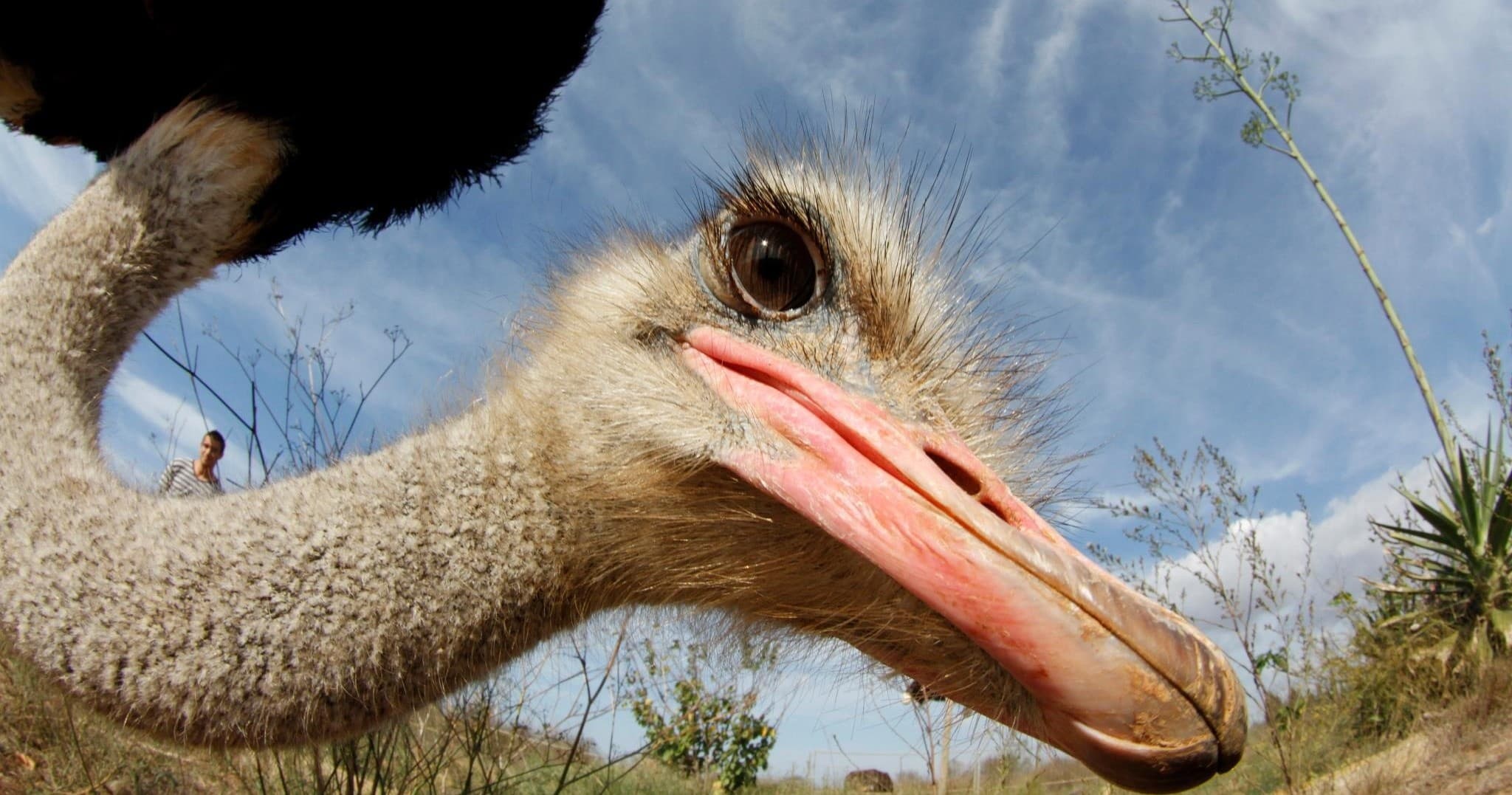 Mallorca Ostrich Farm Experience by Farm Experiences & Tours