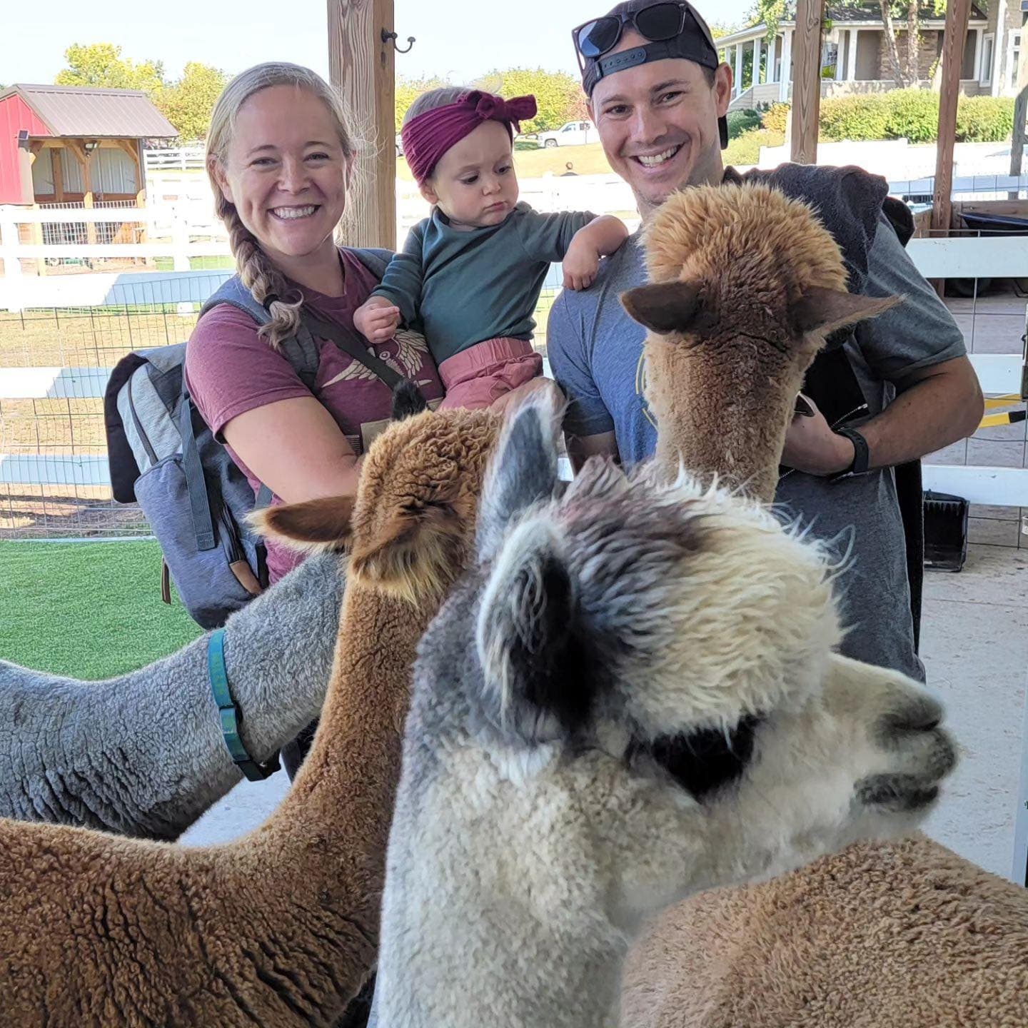 Meet Alpacas & More at Eagle Eye Farm, Wisconsin