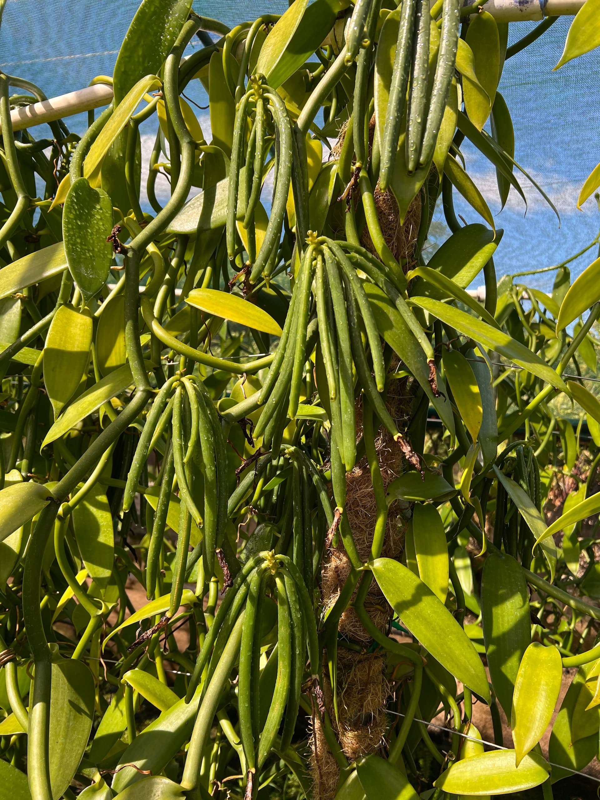 Maui Vanilla Farm team