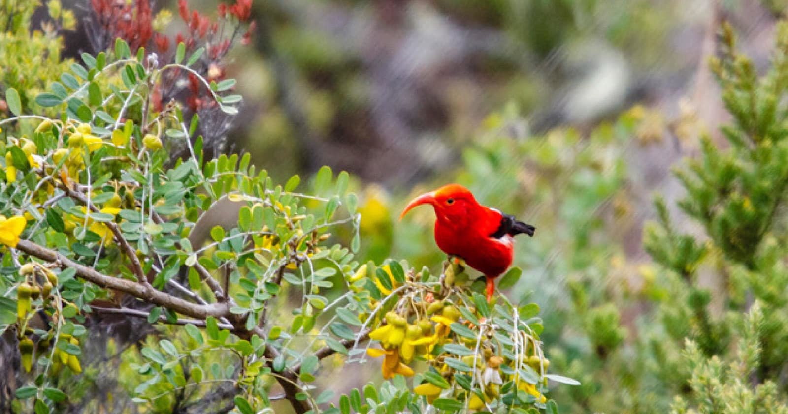 Birdwatching Private Tour in Kihei, Maui