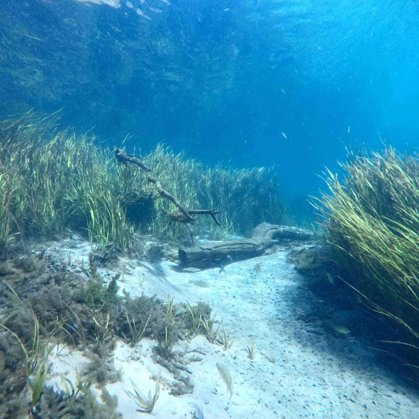 Rainbow River Drift Dive: Clear Spring Scuba in Dunnellon, Florida