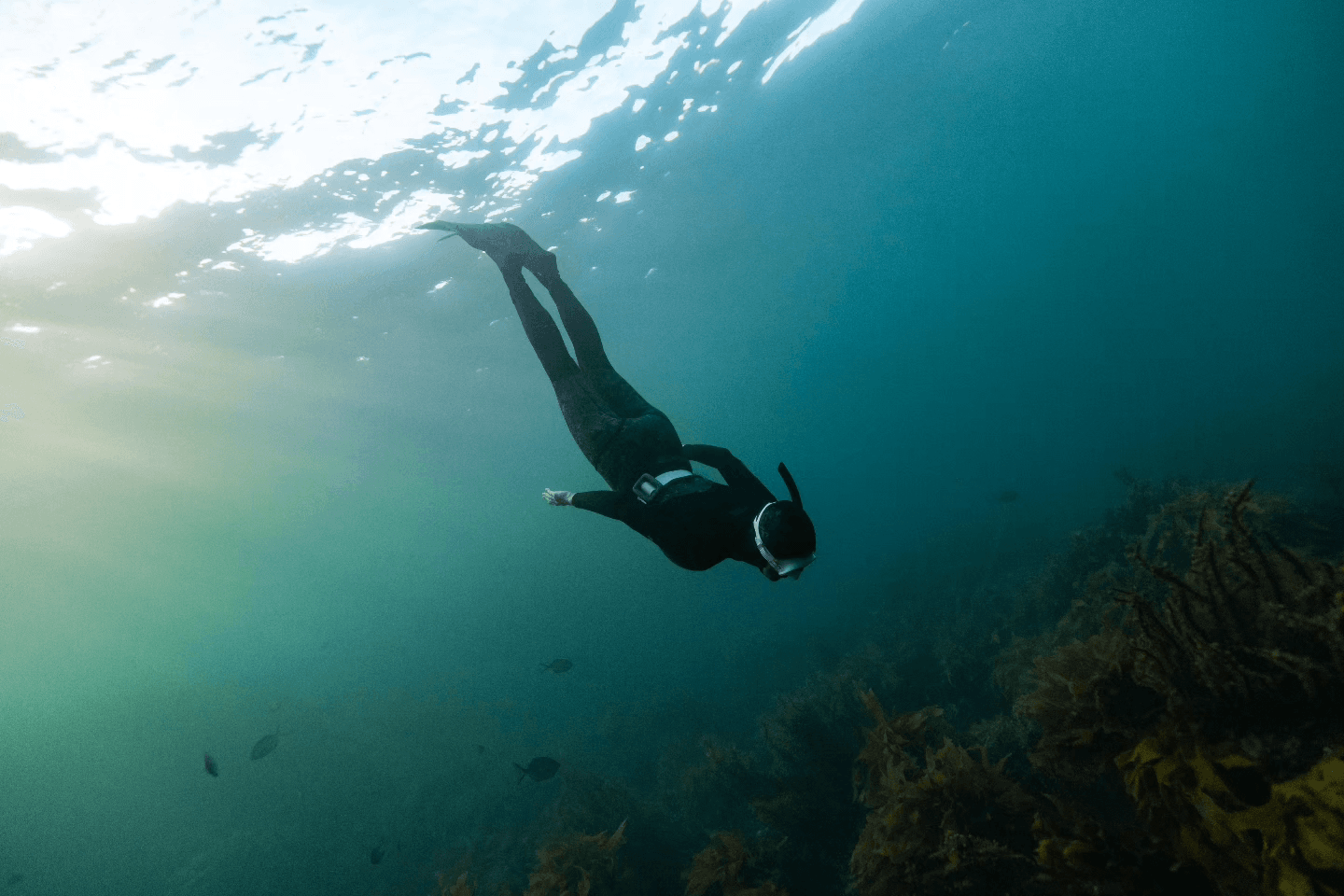 SSI Freediver Level One: Master Breath-Hold Diving Off Kaikōura