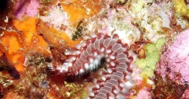 Weekend Diving Adventure with Texas Caribbean Charters